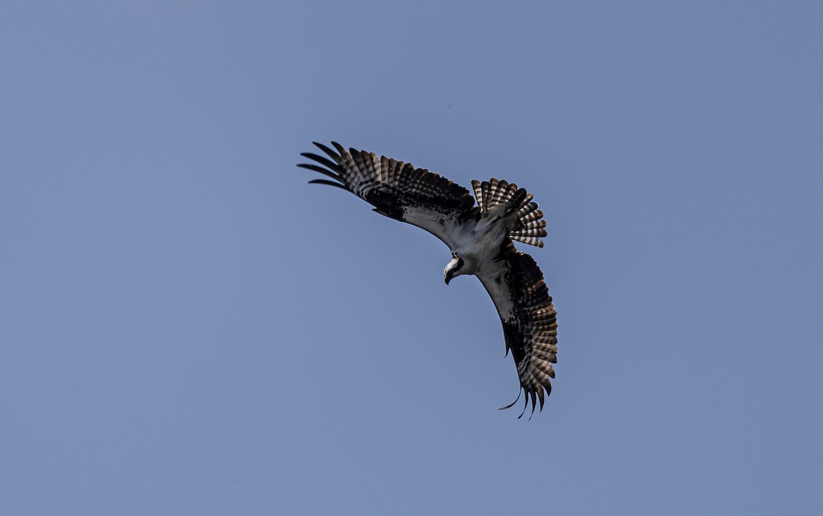 Osprey - ML642512847