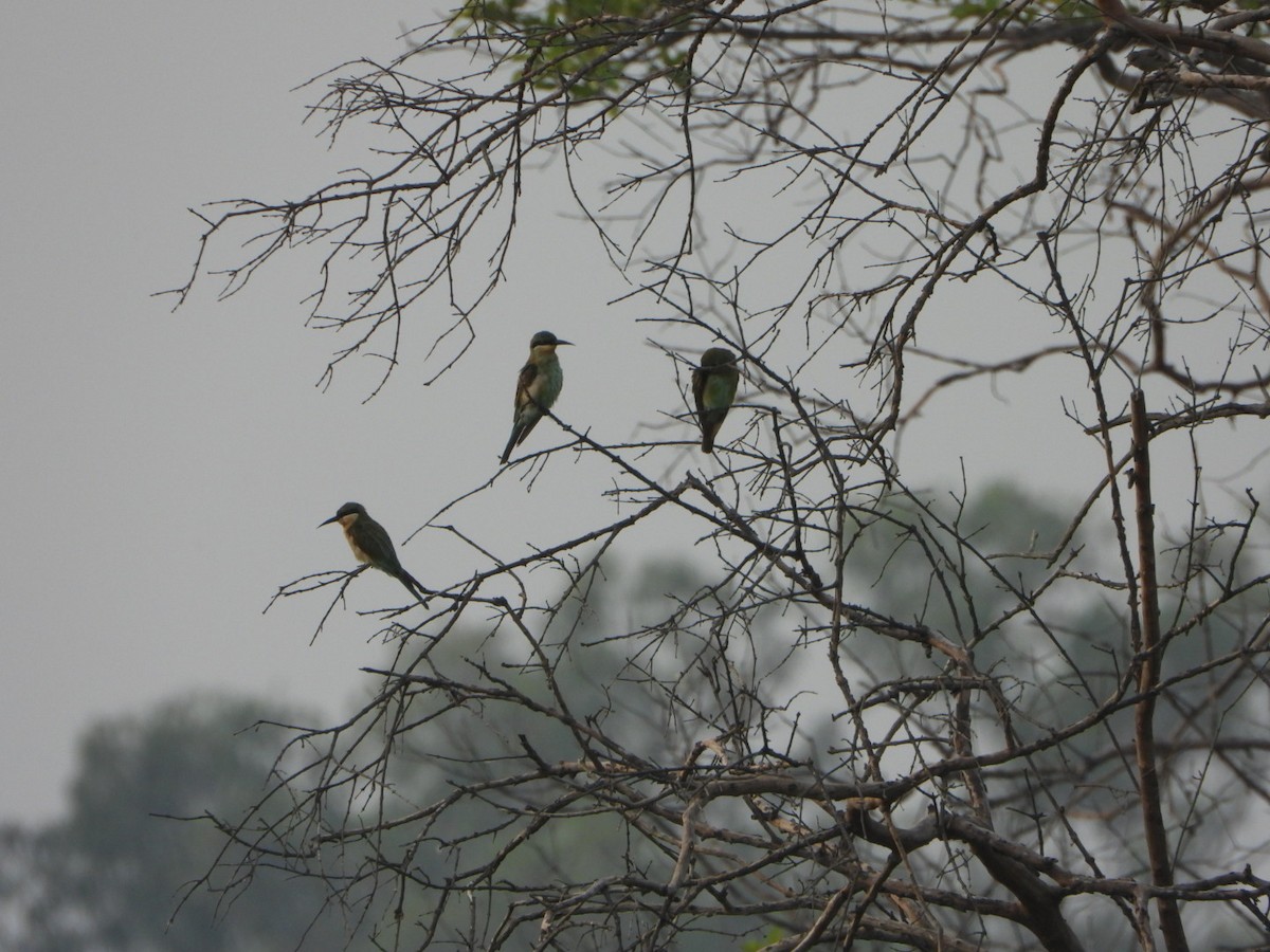 Blue-tailed Bee-eater - ML642512850
