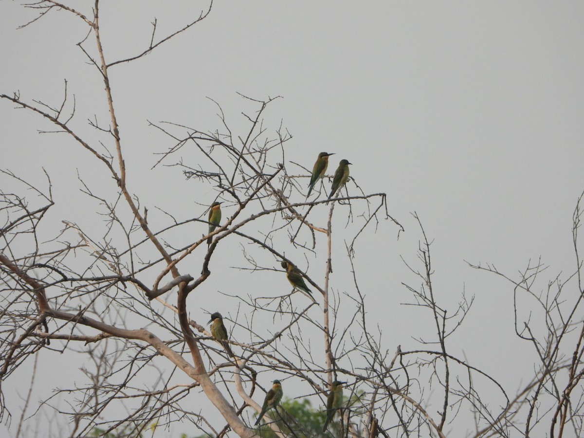 Blue-tailed Bee-eater - ML642512851
