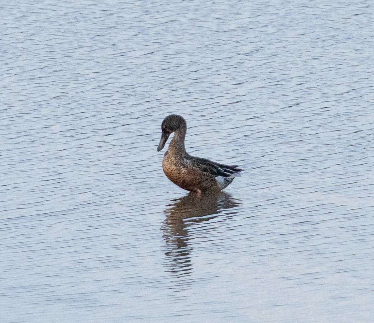 Northern Shoveler - ML642512853