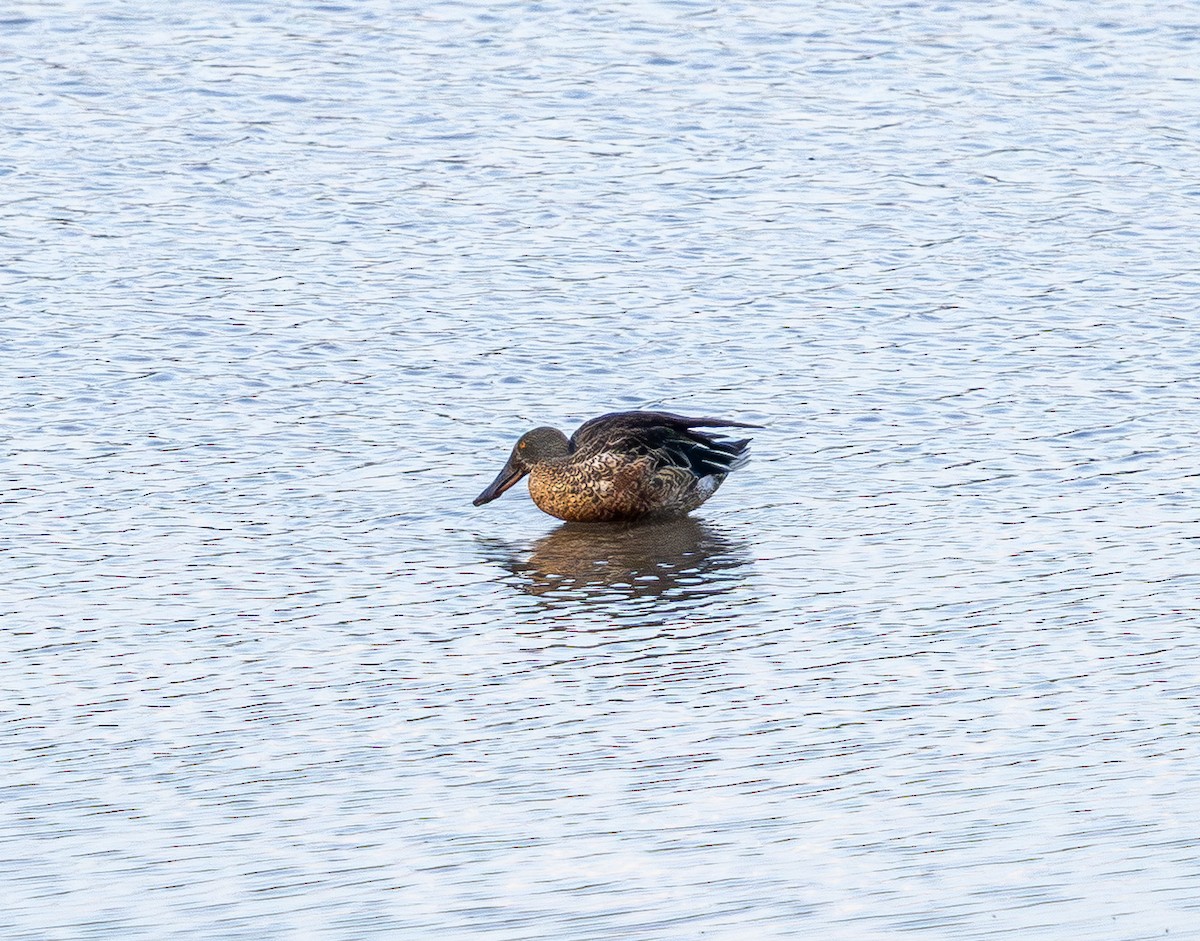 Northern Shoveler - ML642512854