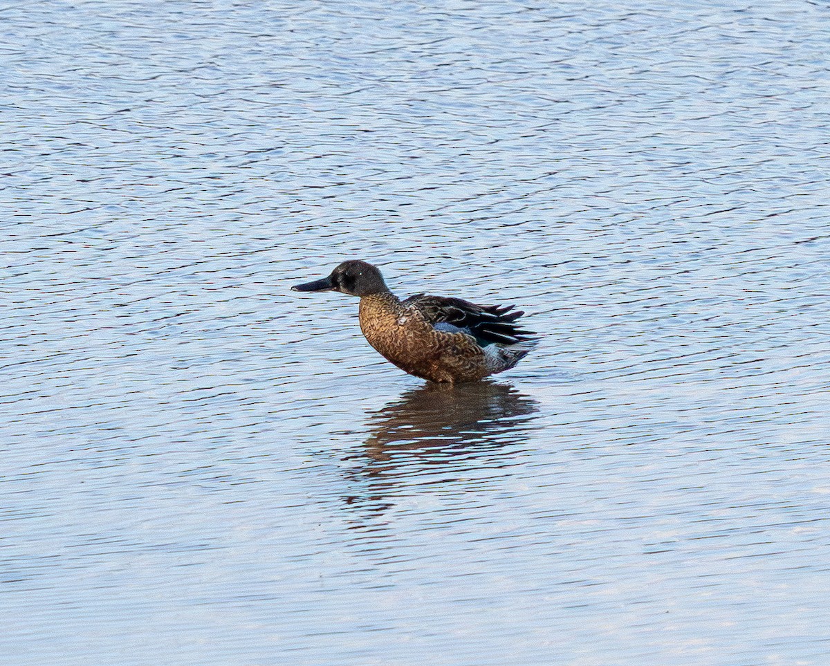 Northern Shoveler - ML642512855