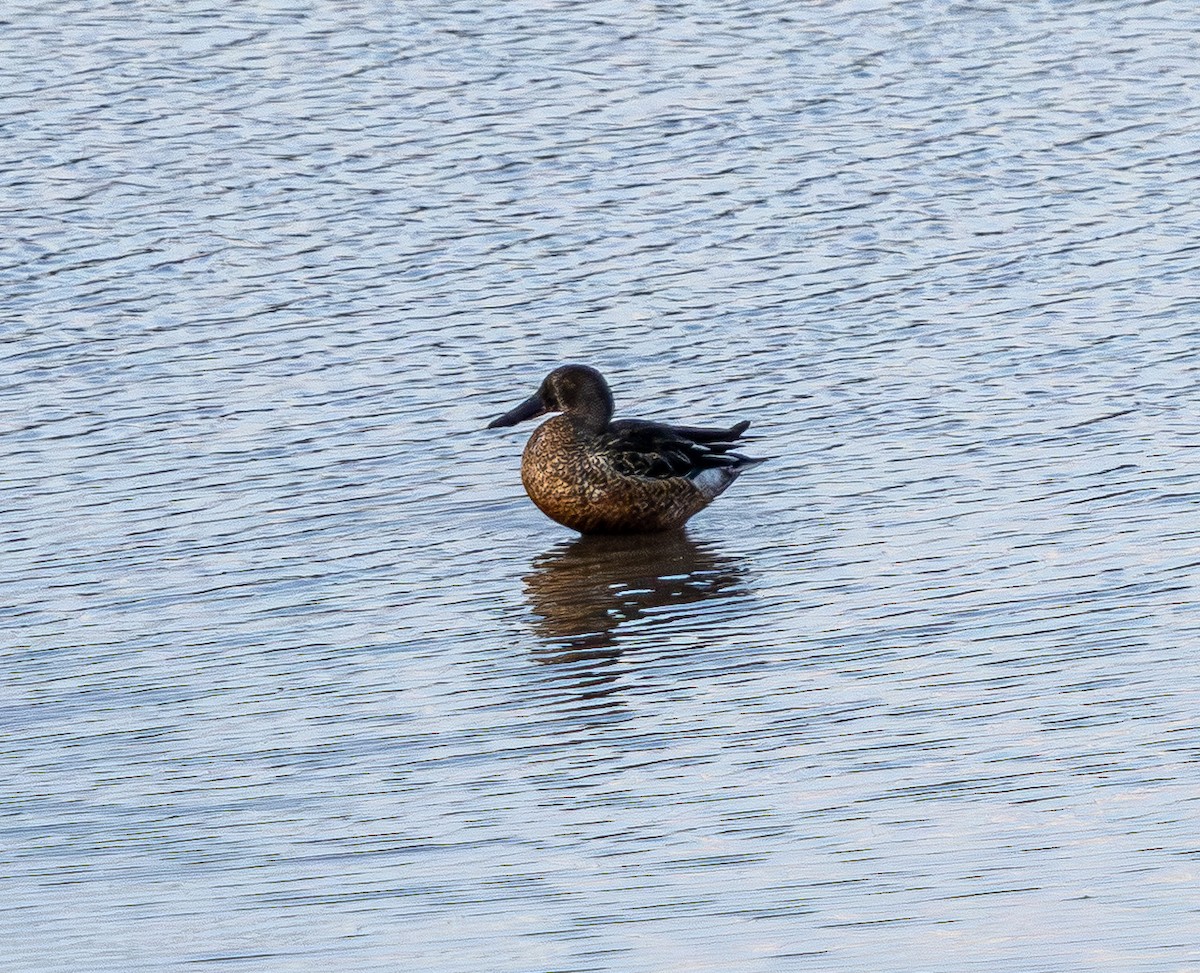 Northern Shoveler - ML642512857