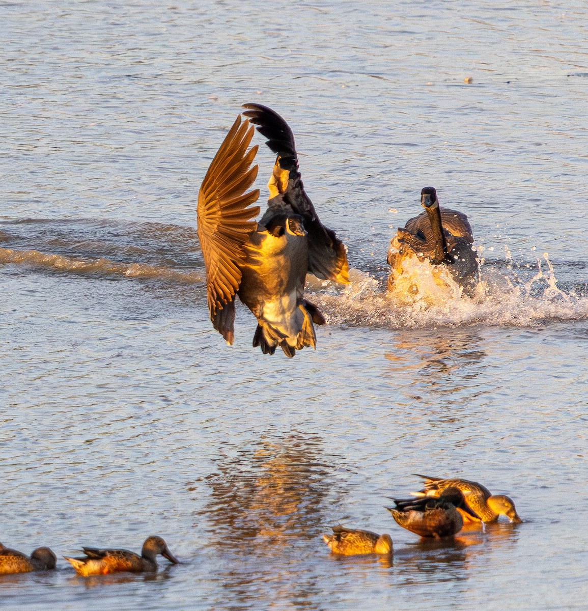 Northern Shoveler - ML642512858
