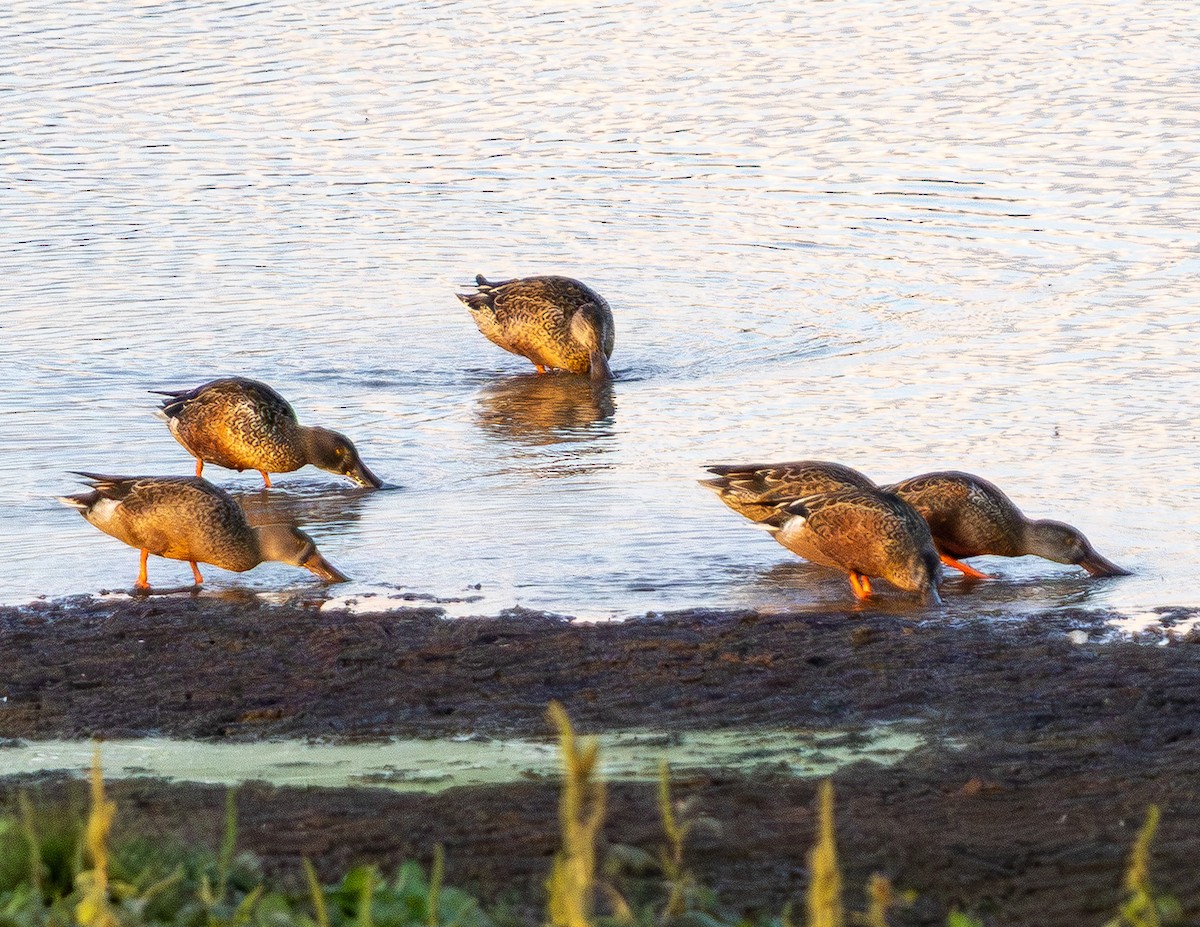 Northern Shoveler - ML642512859