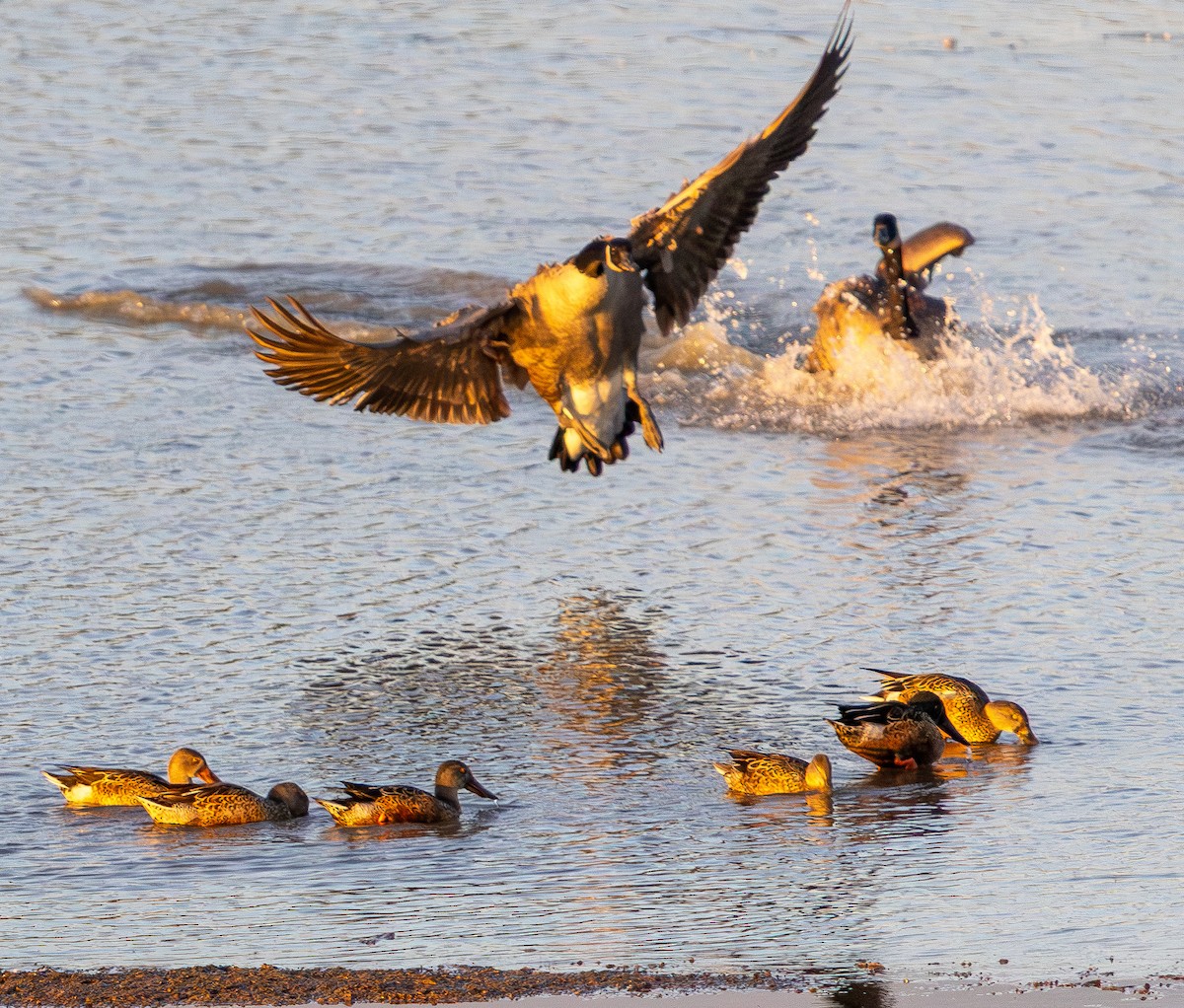 Northern Shoveler - ML642512860