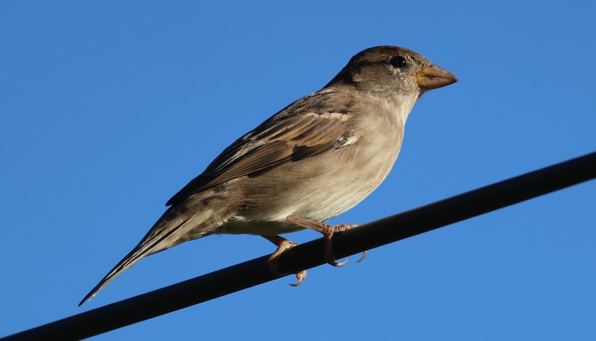 House Sparrow - ML642512863