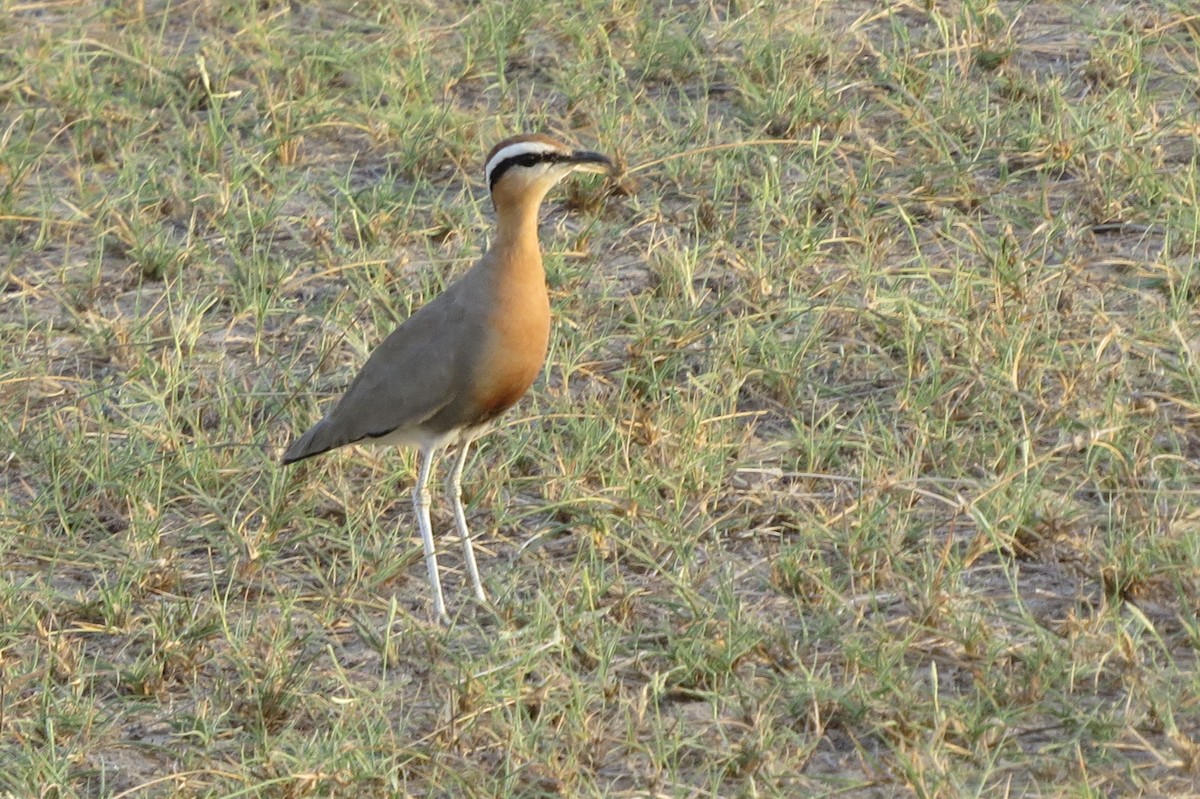 Indian Courser - ML642512865