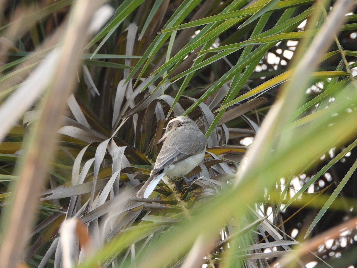Common Woodshrike - ML642512868