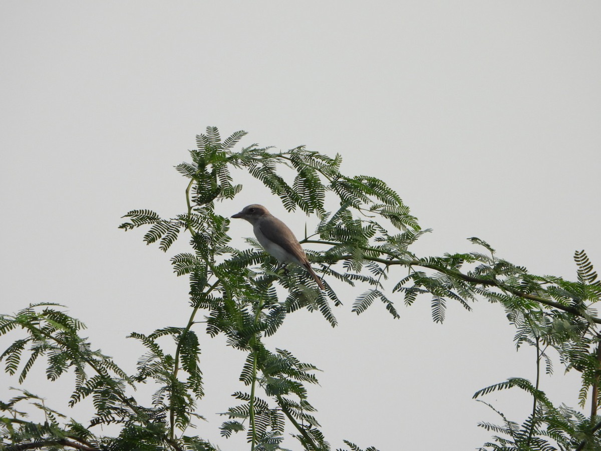 Common Woodshrike - ML642512869