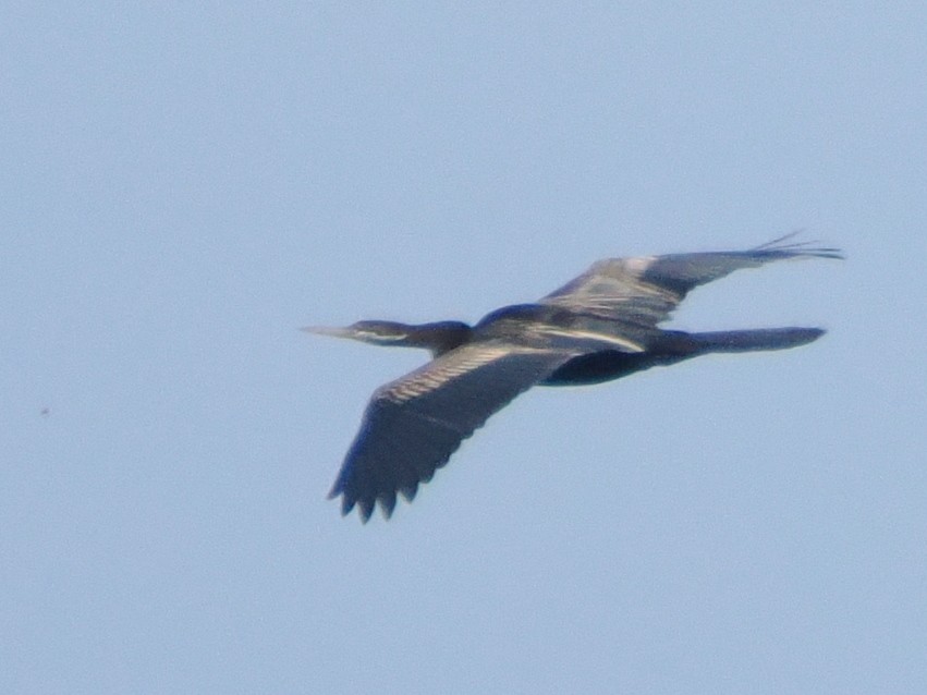 Avustralya Yılanboyunu - ML642512910