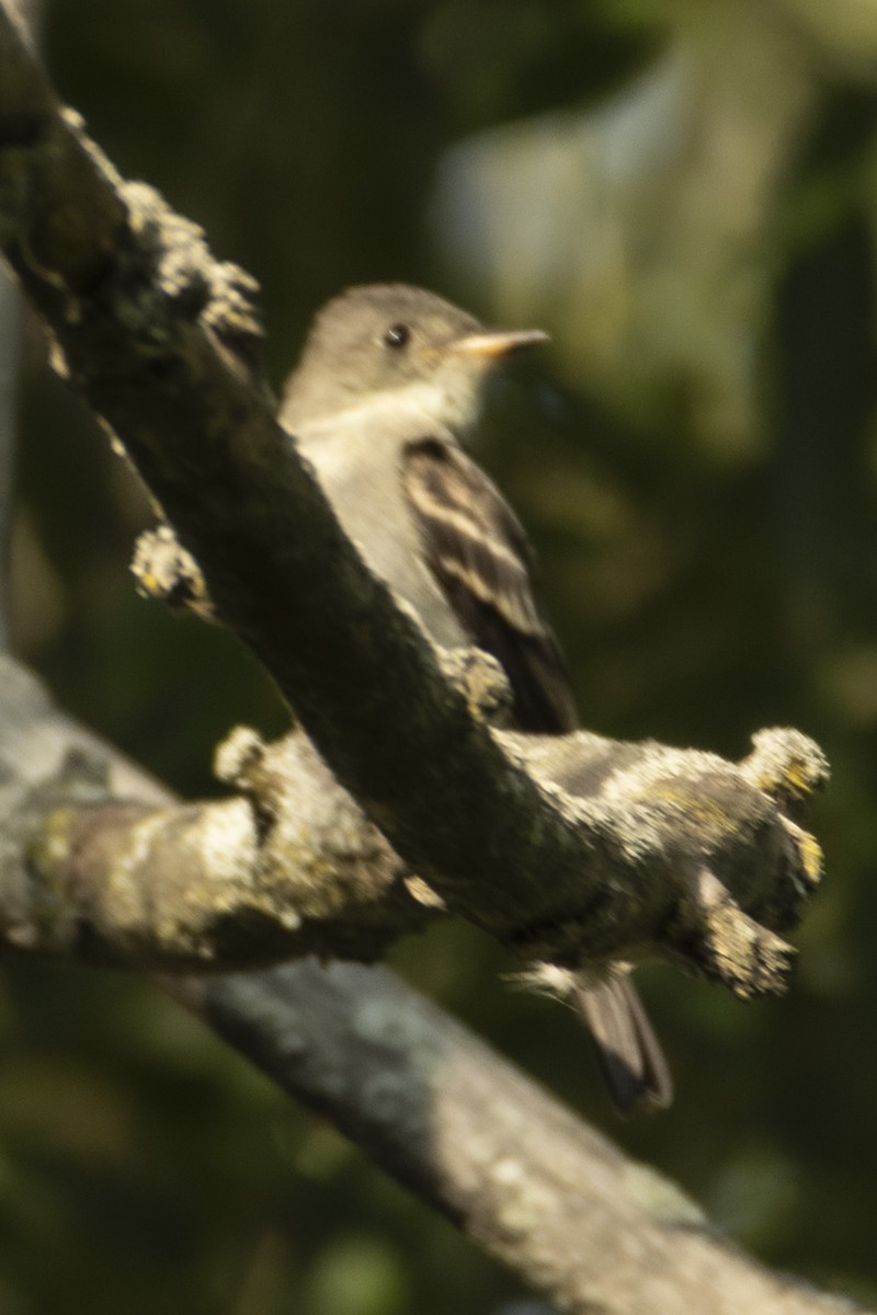Eastern Wood-Pewee - ML642512930