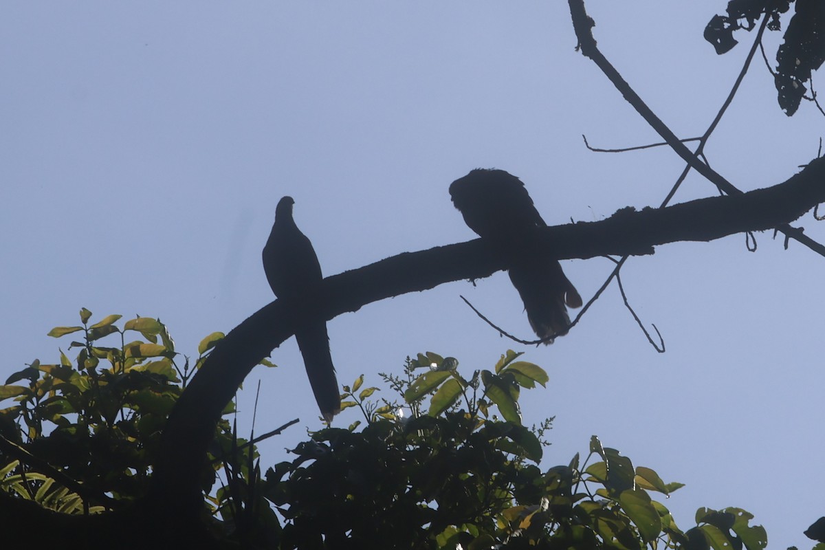 Sultan's Cuckoo-Dove (Sulawesi) - ML642512940