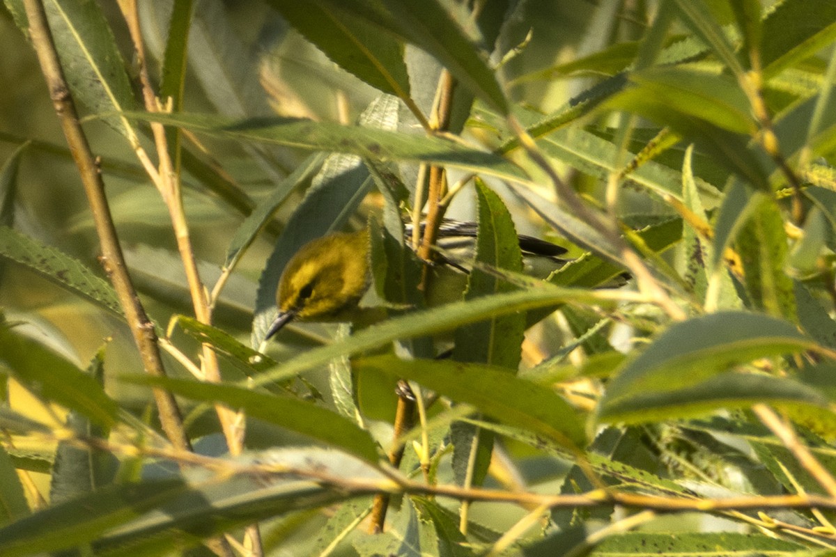 Black-throated Green Warbler - ML642512952