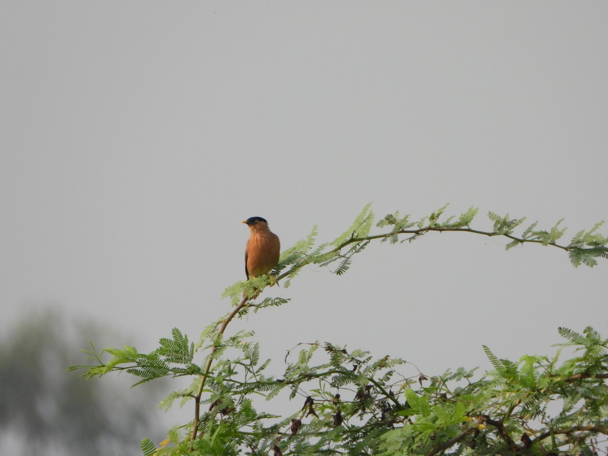 Brahminy Starling - ML642512954