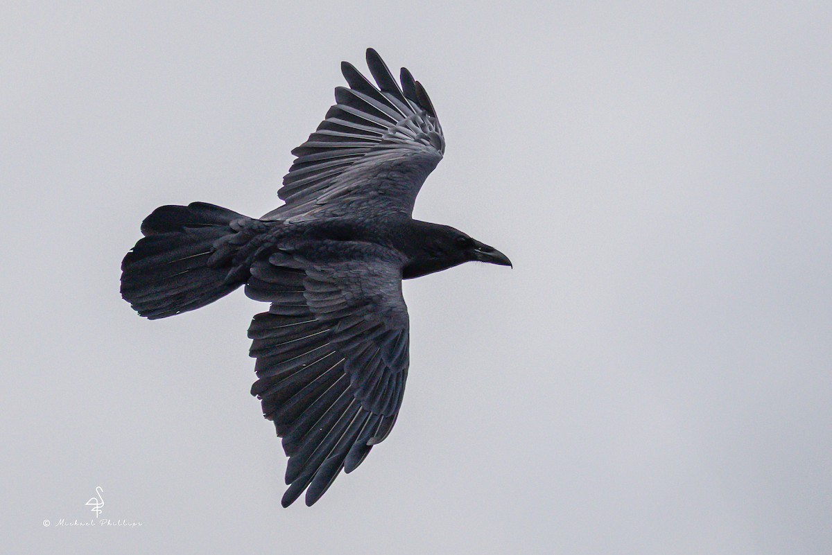 Common Raven - ML642512963