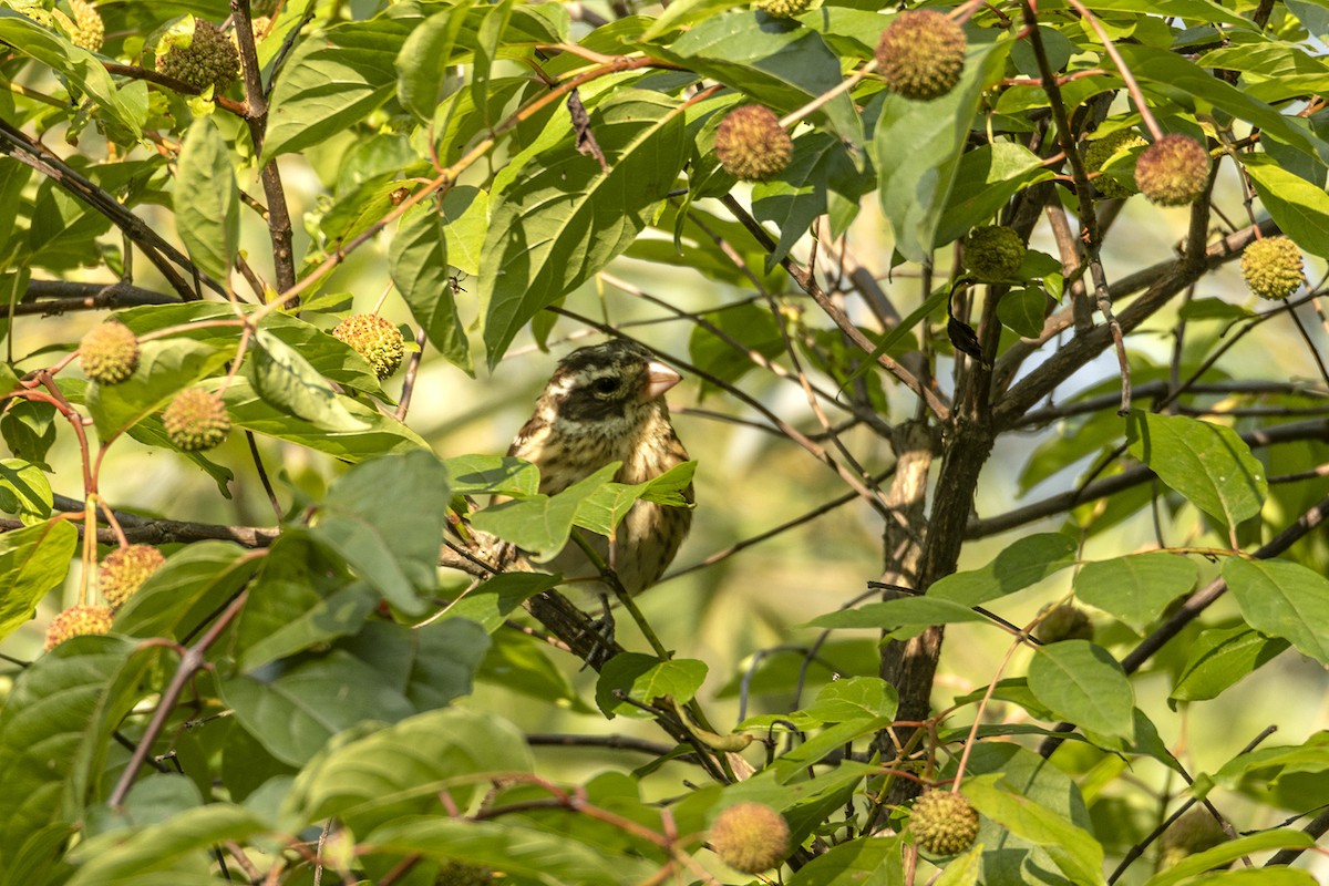 Rose-breasted Grosbeak - ML642512964