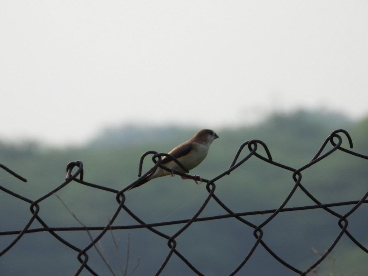 Indian Silverbill - ML642512969