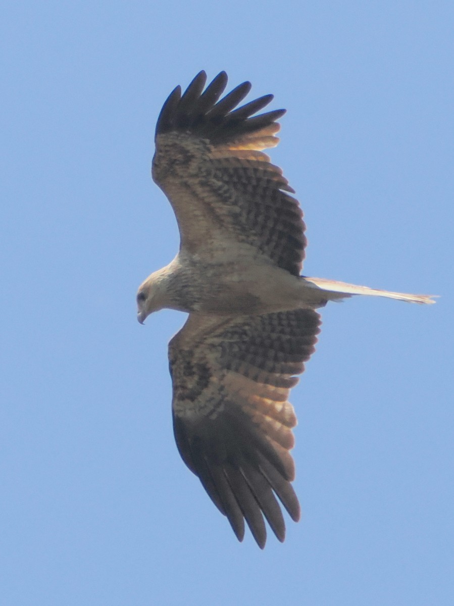 Whistling Kite - ML642512973