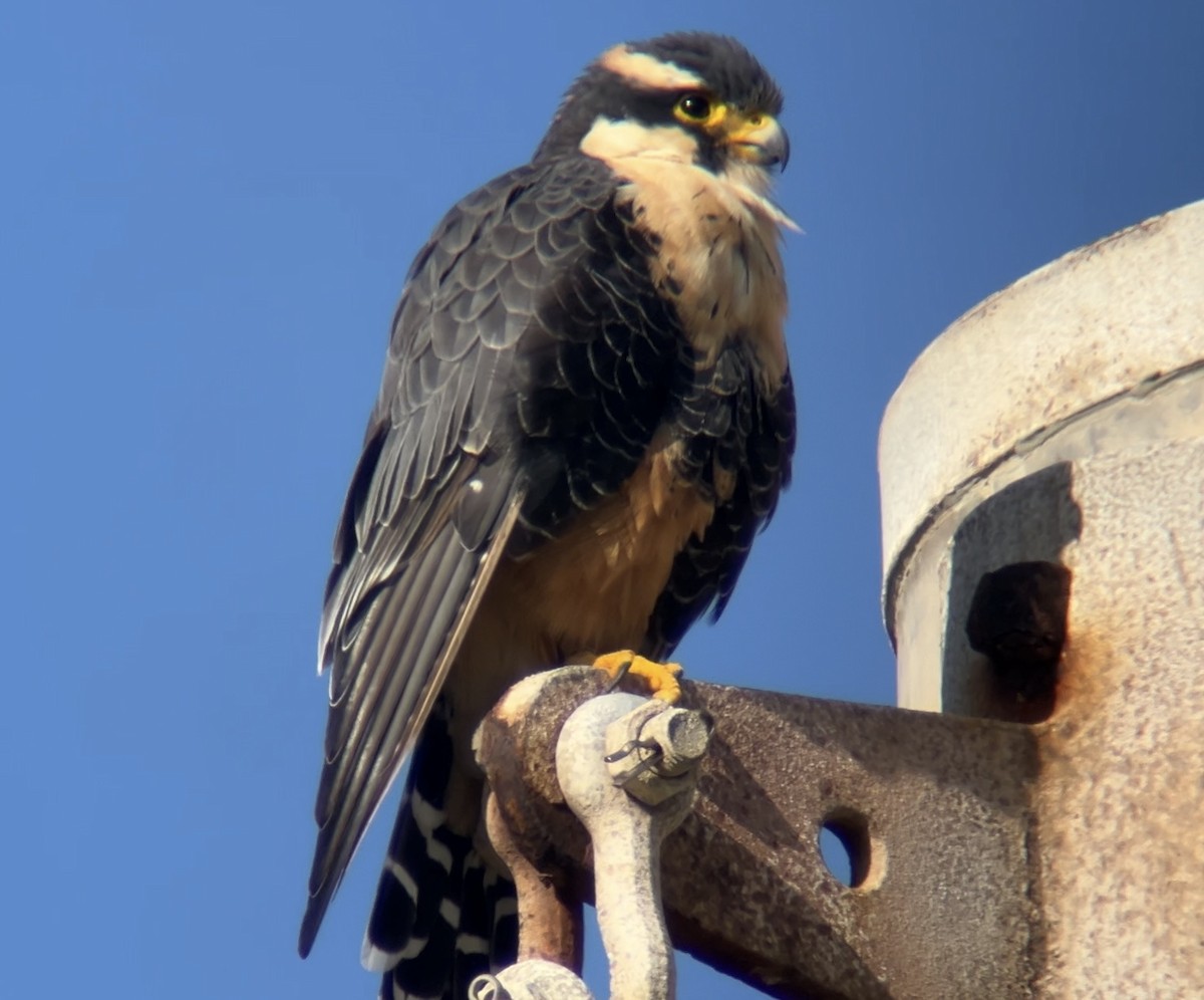 Aplomado Falcon - ML642512974