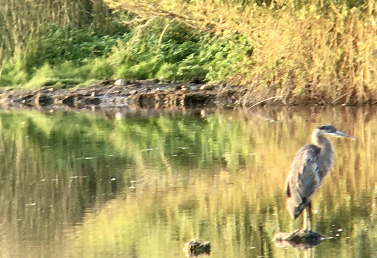 Great Blue Heron - ML642512976