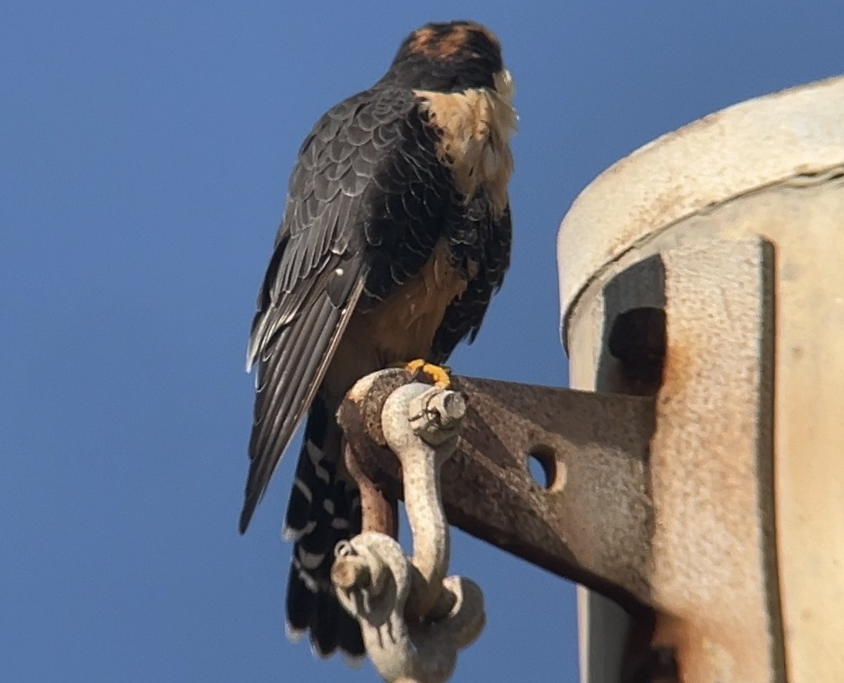 Aplomado Falcon - ML642512977