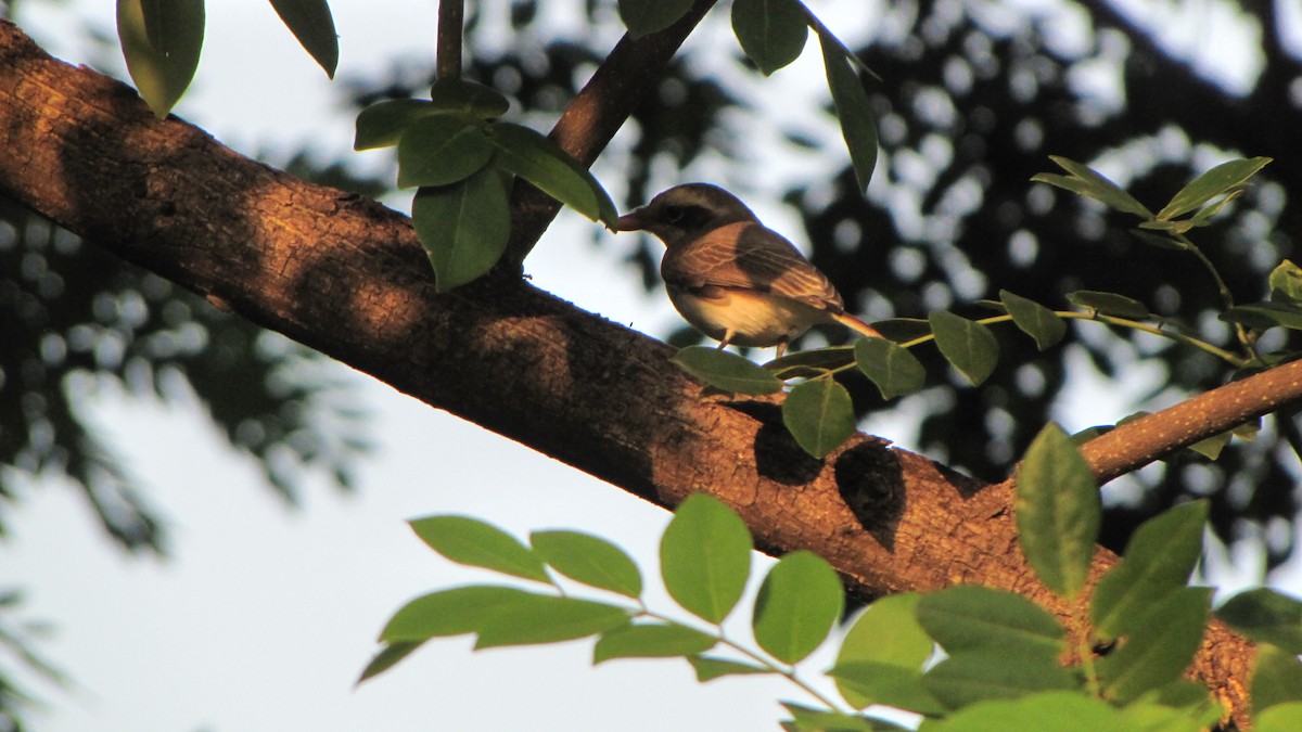 Common Woodshrike - ML642512978