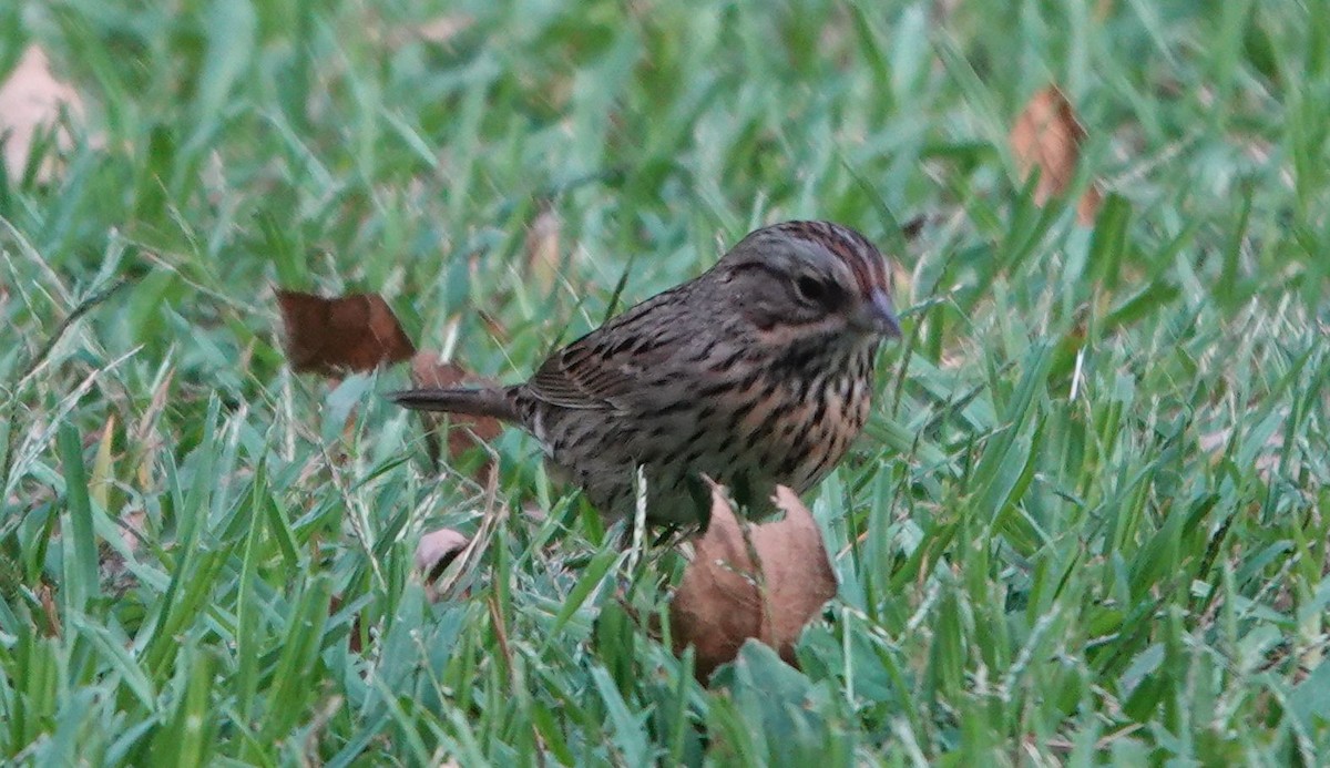 Lincoln's Sparrow - ML642512980