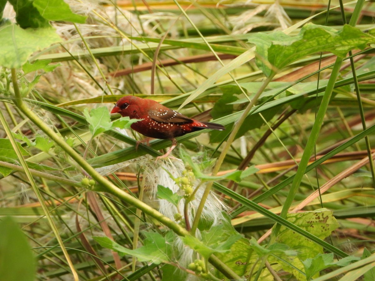 Red Avadavat - ML642512981