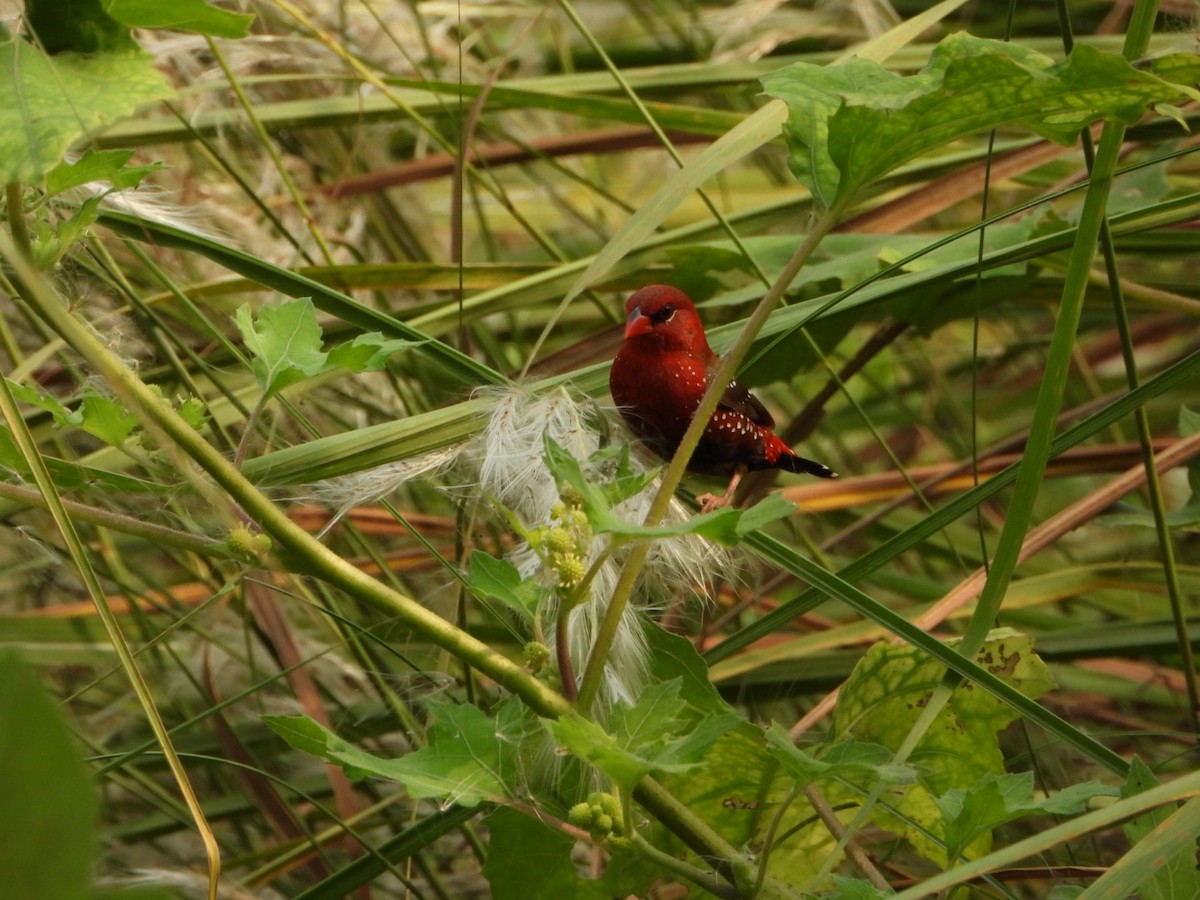 Red Avadavat - ML642512982