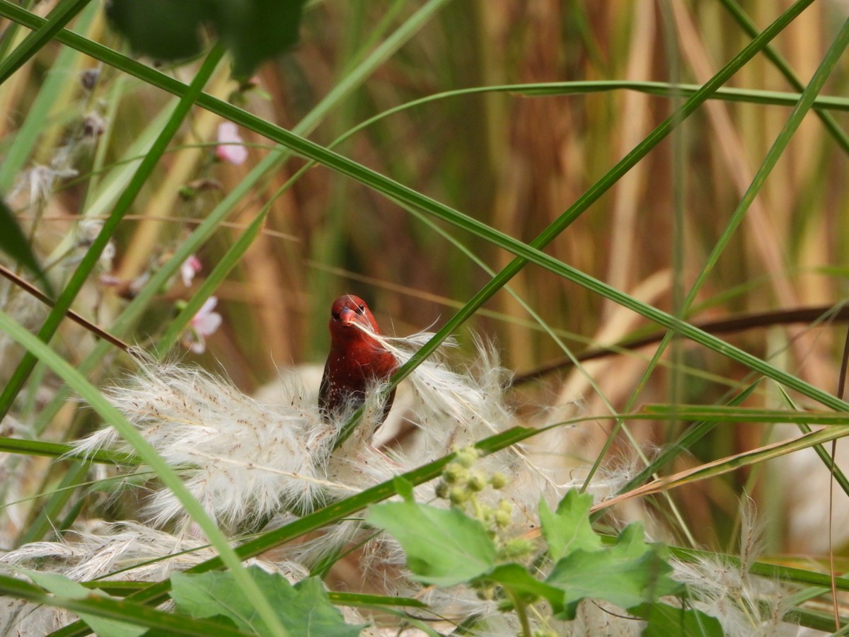 Red Avadavat - ML642512984