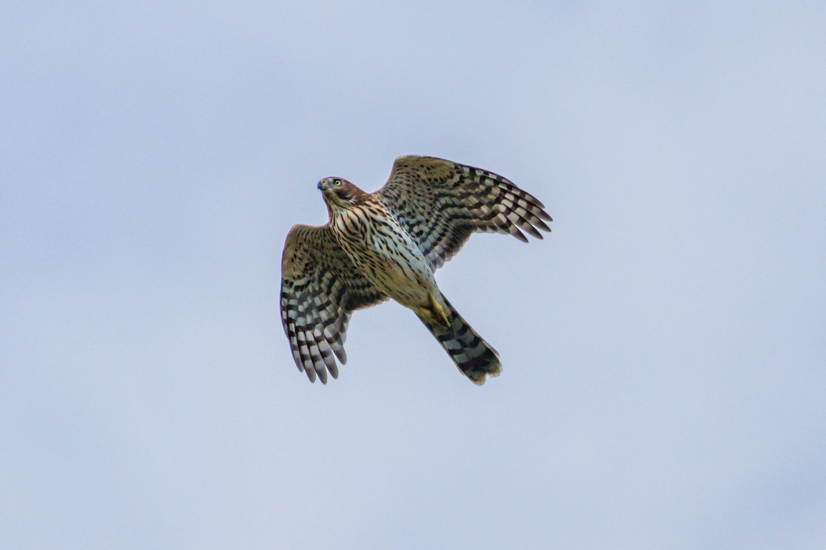 Cooper's Hawk - ML642512985