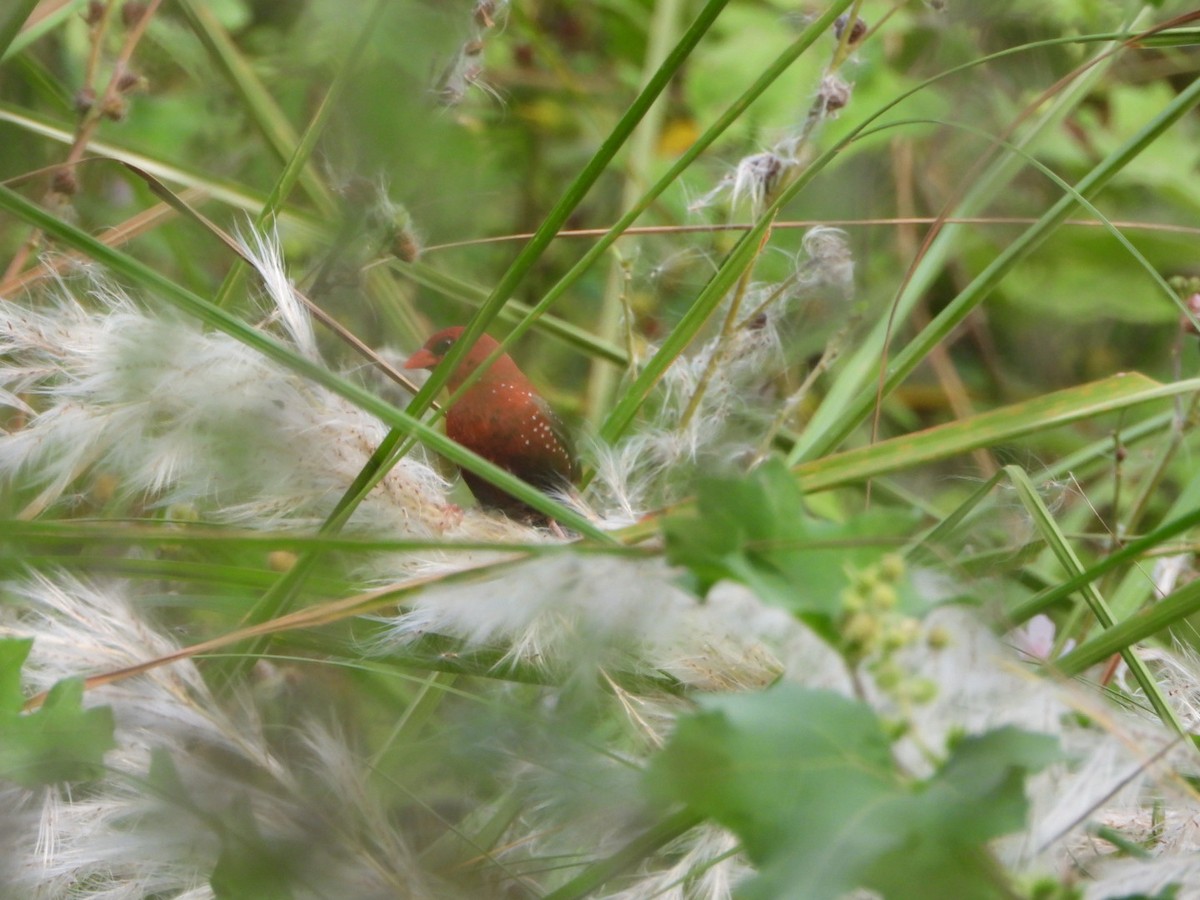 Red Avadavat - ML642512986