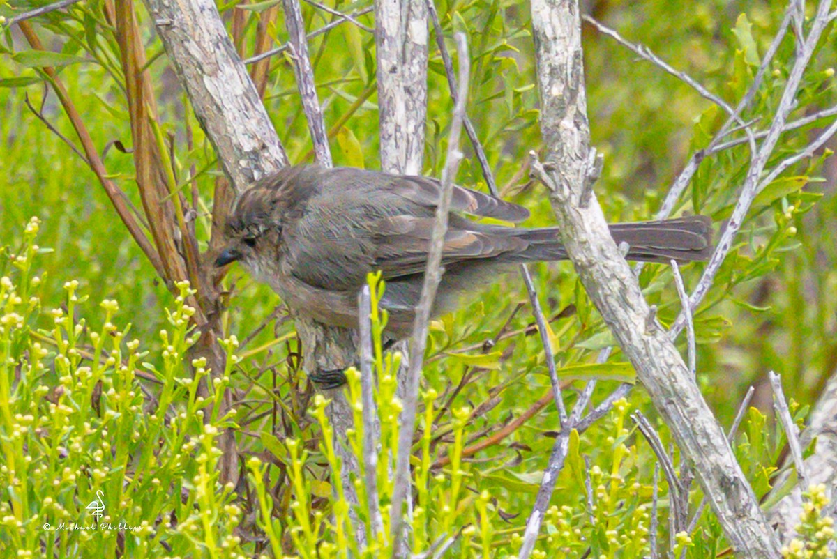 Bushtit - ML642512987