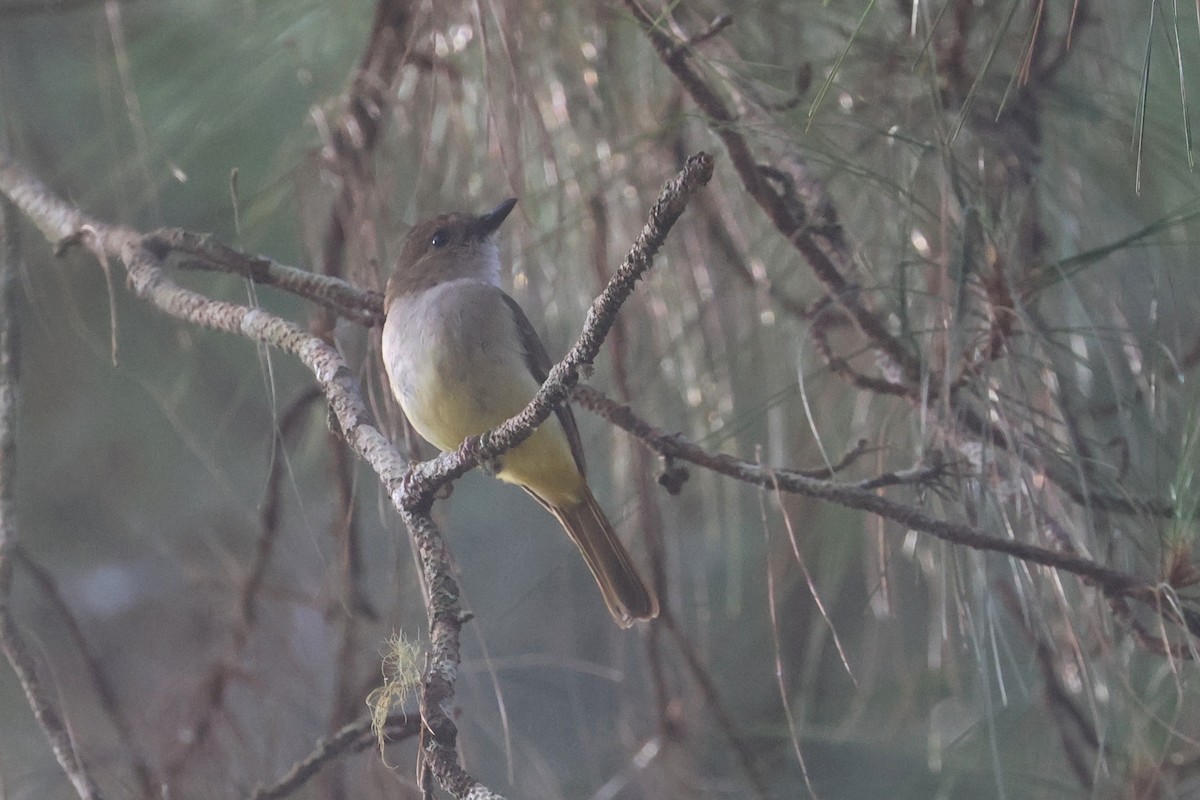 Sulphur-bellied Whistler - ML642512989