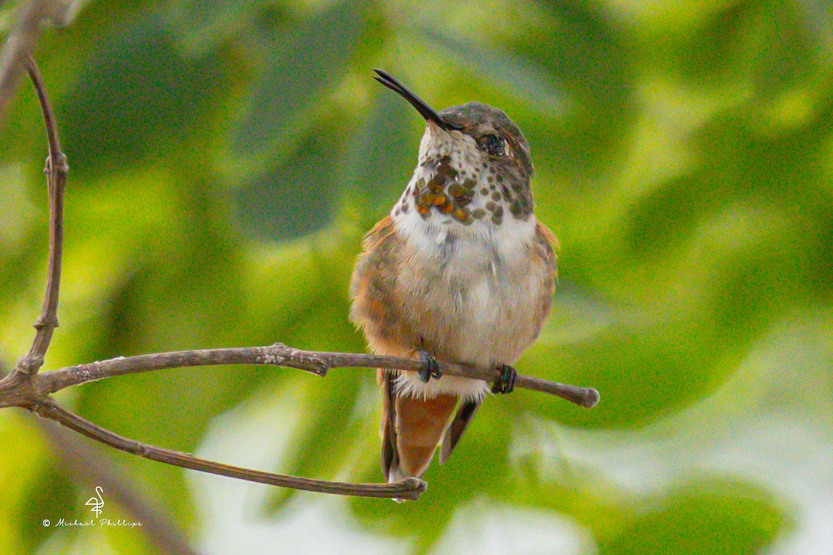 Allen's Hummingbird - ML642512990