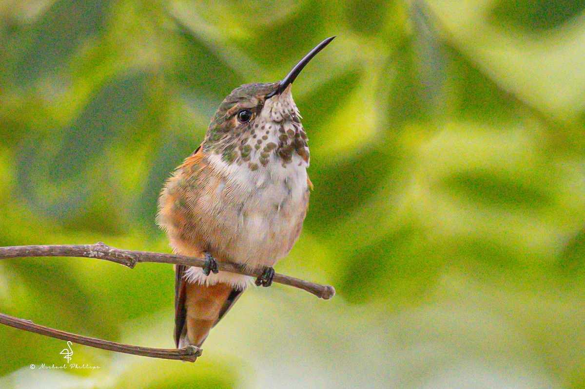 Allen's Hummingbird - ML642512991