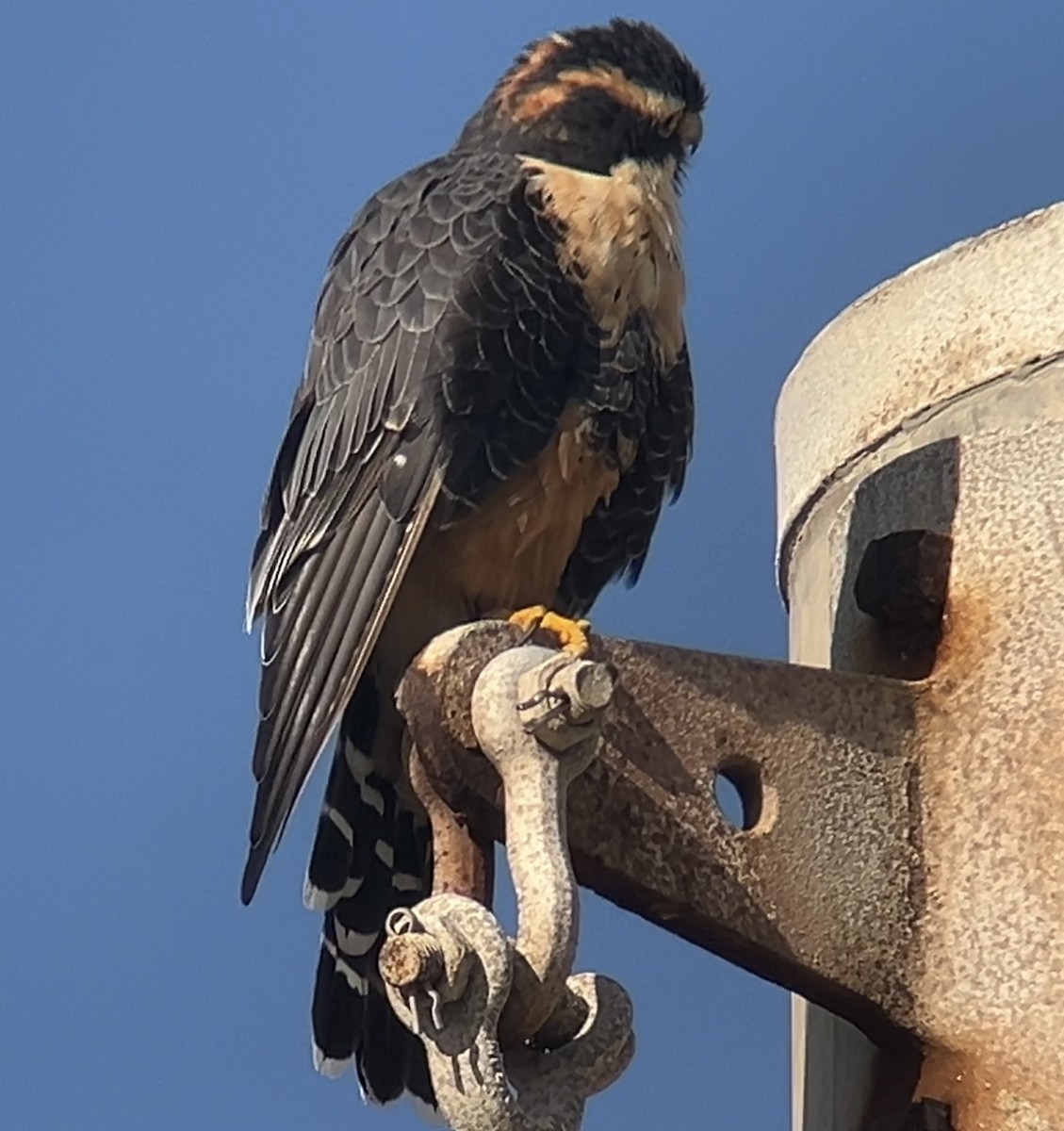Aplomado Falcon - ML642512992