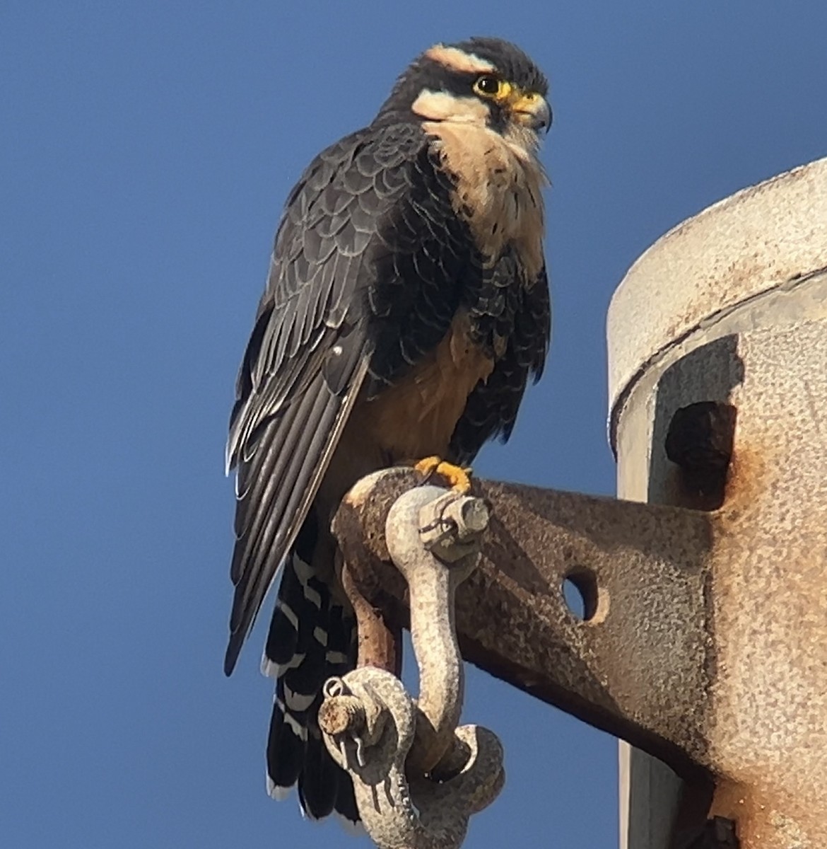 Aplomado Falcon - ML642512993