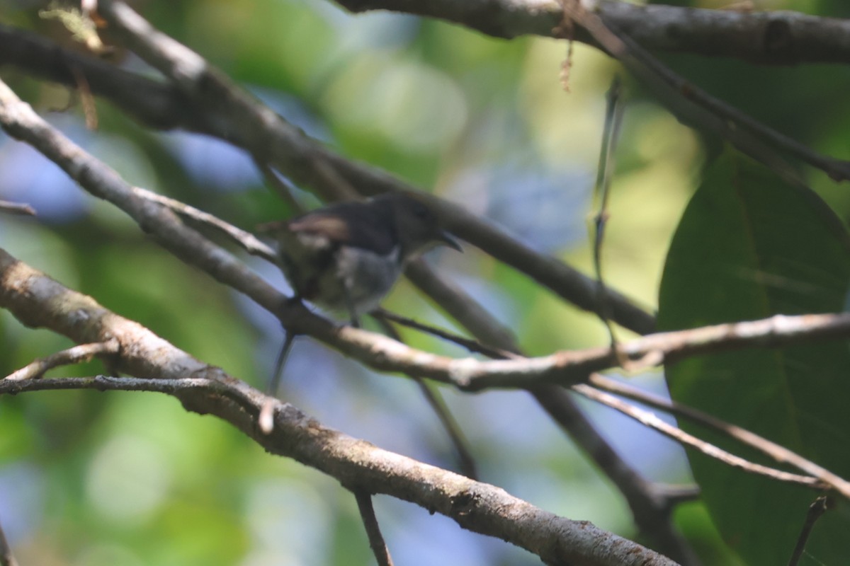 Crimson-crowned Flowerpecker - ML642512994