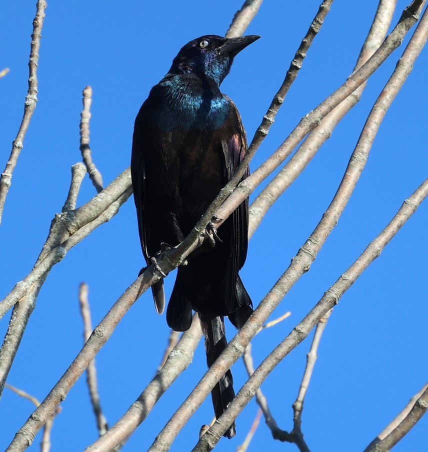 Common Grackle - ML642512995