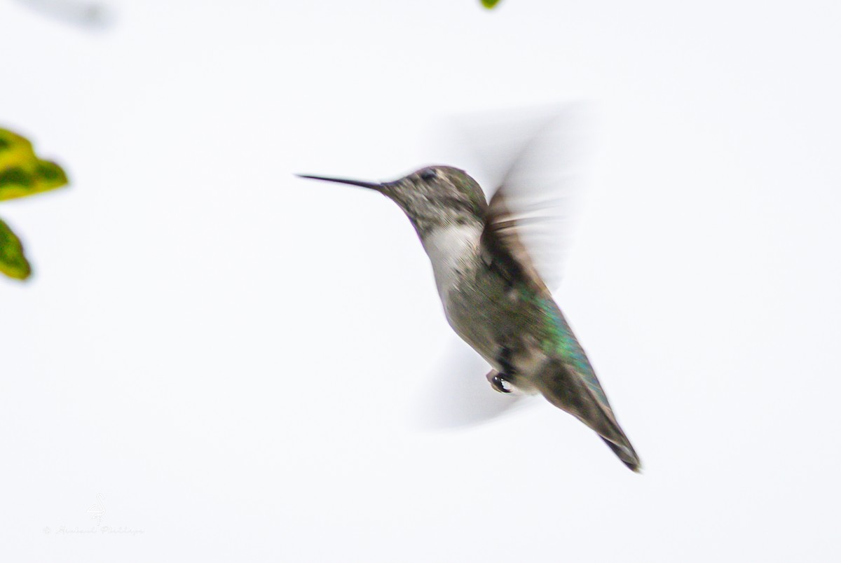 Anna's Hummingbird - ML642512996