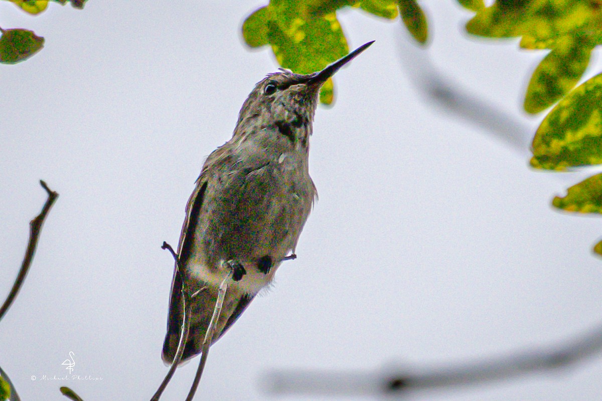 Anna's Hummingbird - ML642512997