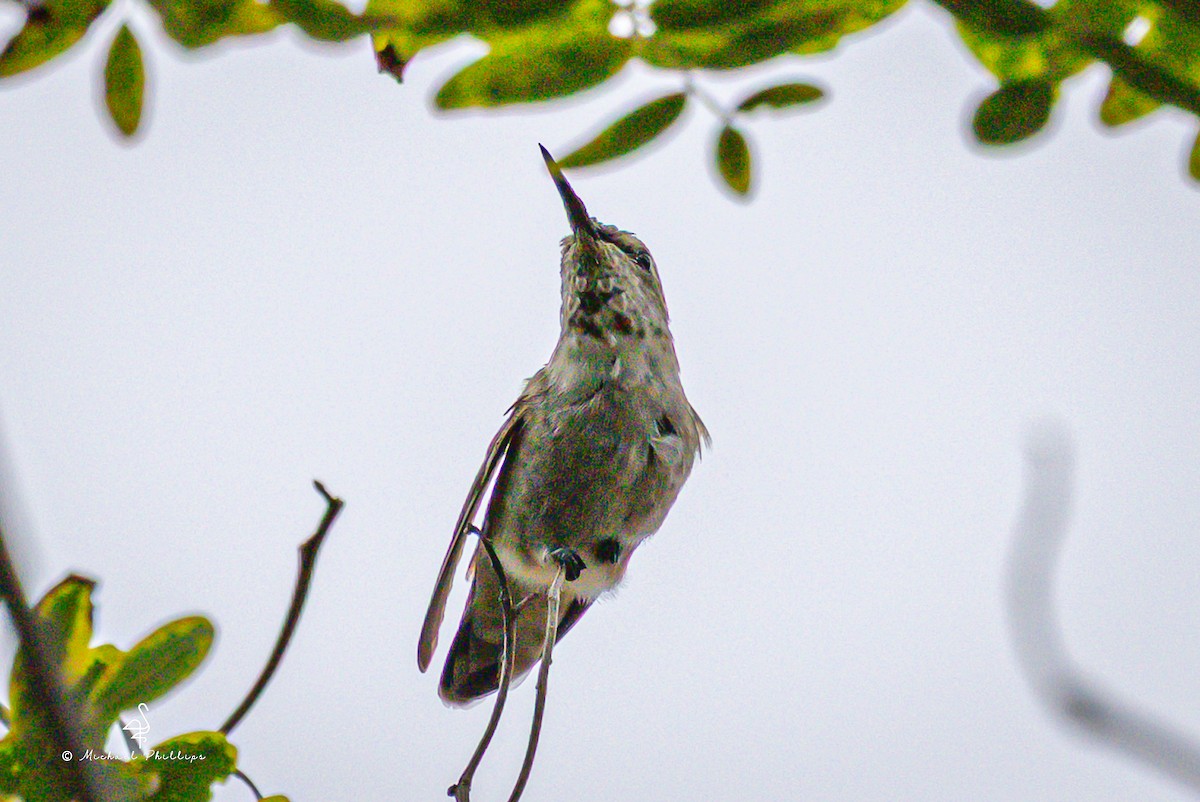 Anna's Hummingbird - ML642512998