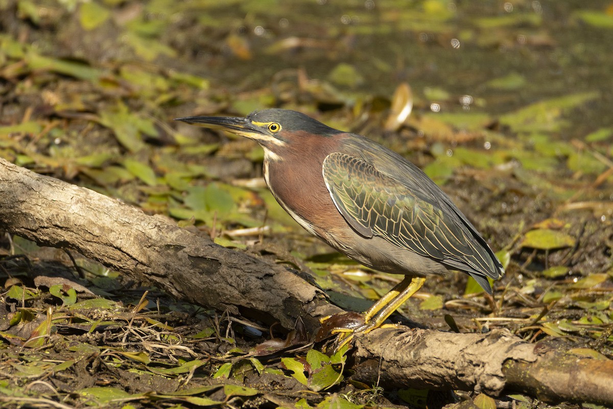 Green Heron - ML642512999