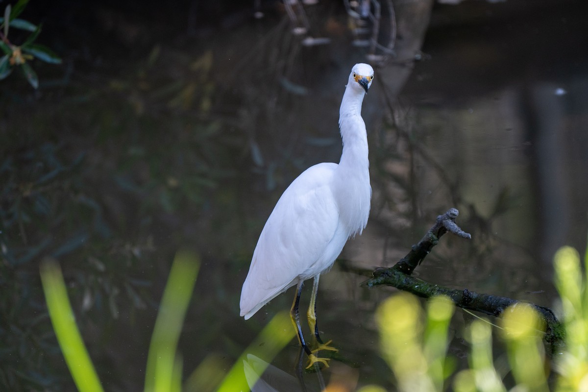 Snowy Egret - ML642513001