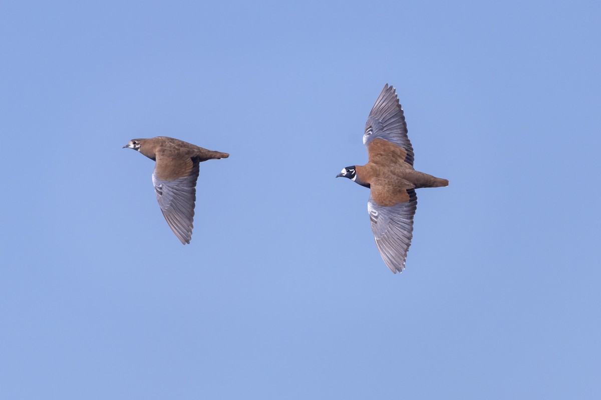 Flock Bronzewing - ML642513004