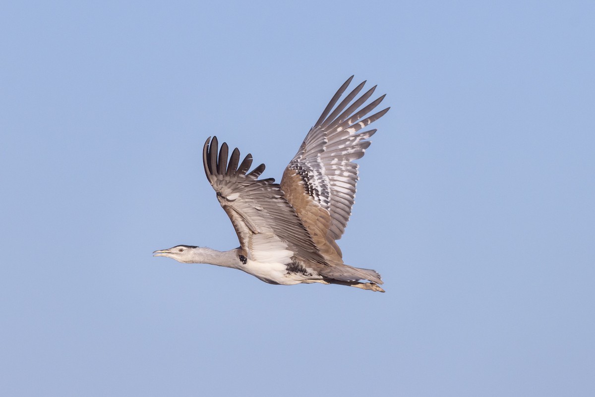 Australian Bustard - ML642513006