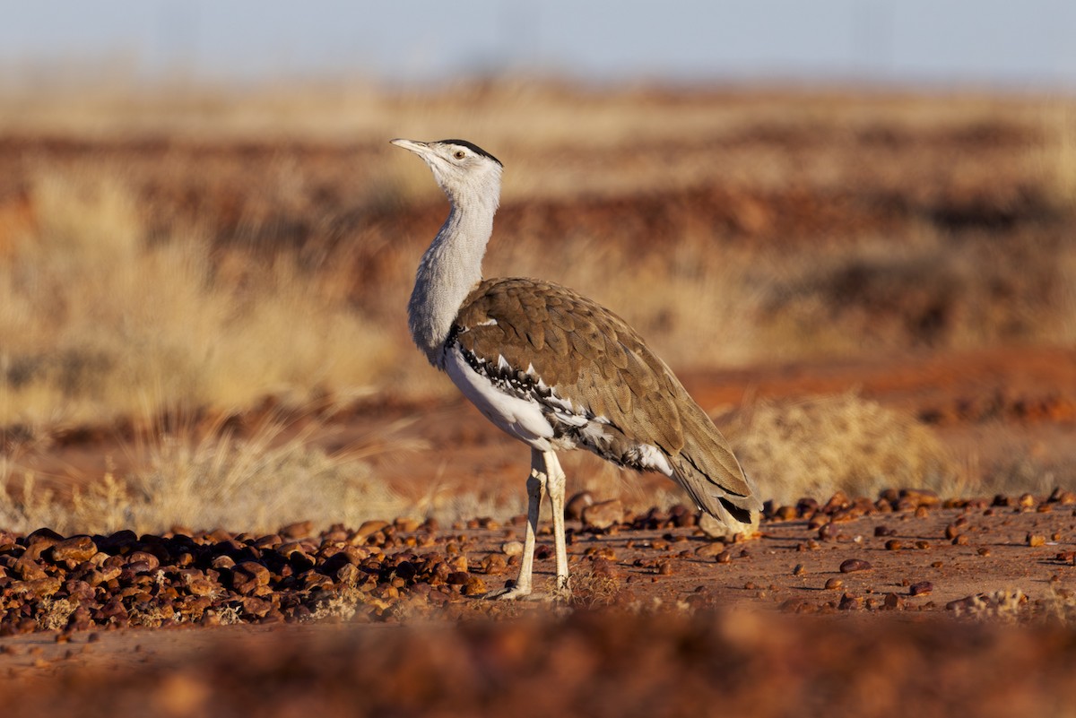Australian Bustard - ML642513007