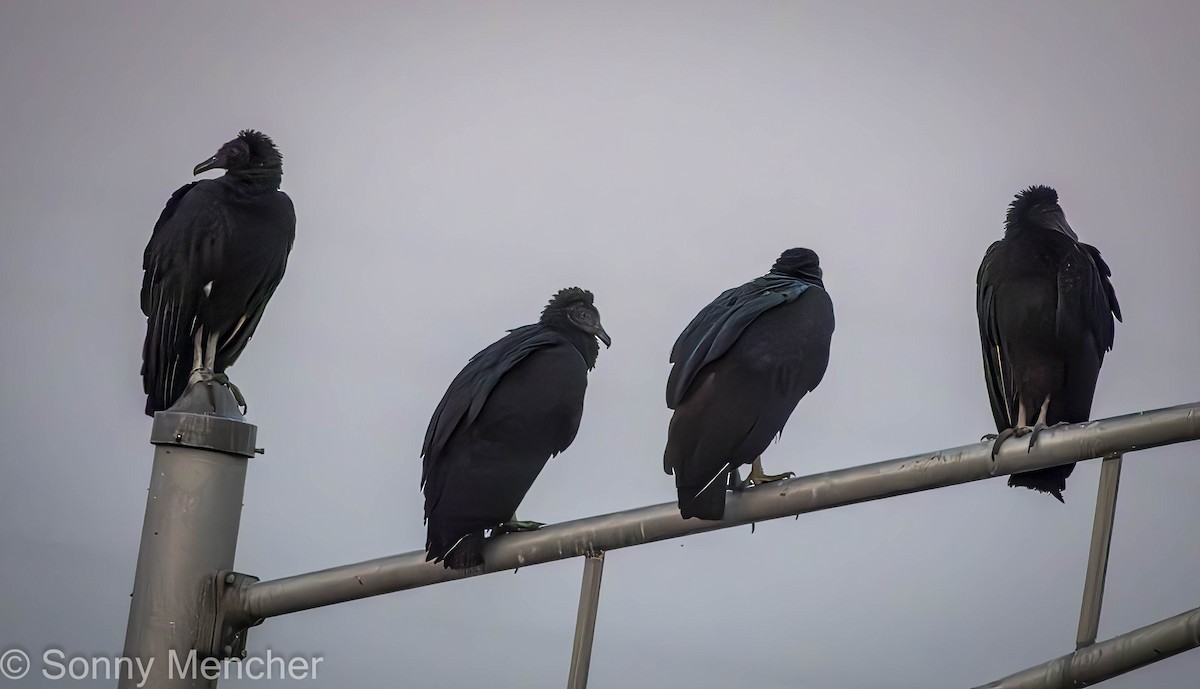 Black Vulture - ML642513008